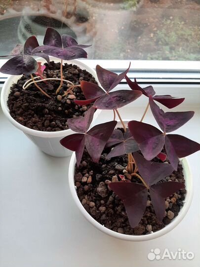 Кислица бабочка