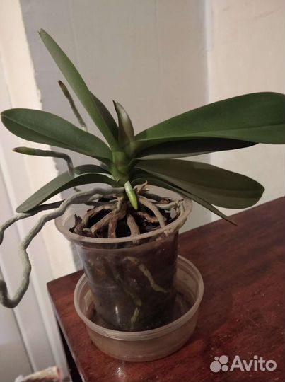 Орхидеи мини