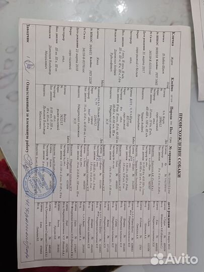 Щенки западно сибирской лайки