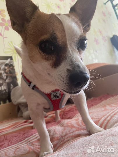 Шлейка для собаки