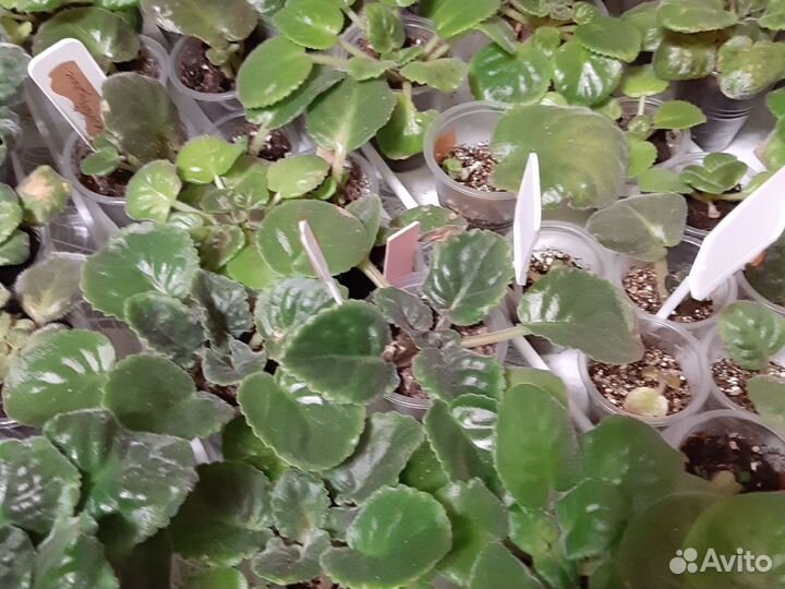 Сортовые фиалки