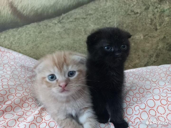Вислоухие котята, девочки