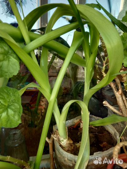 Лук индийский лечебный