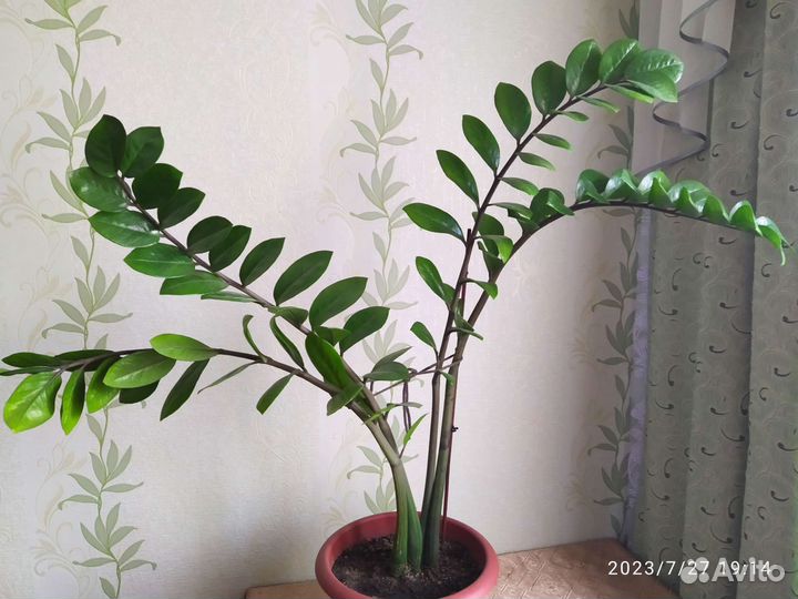 Замиокулькас