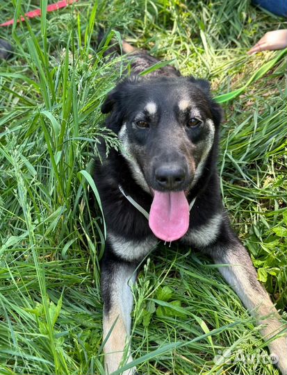 Улыбчивое солнышко из приюта грустит