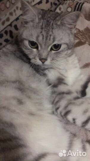 Кот британская шиншила