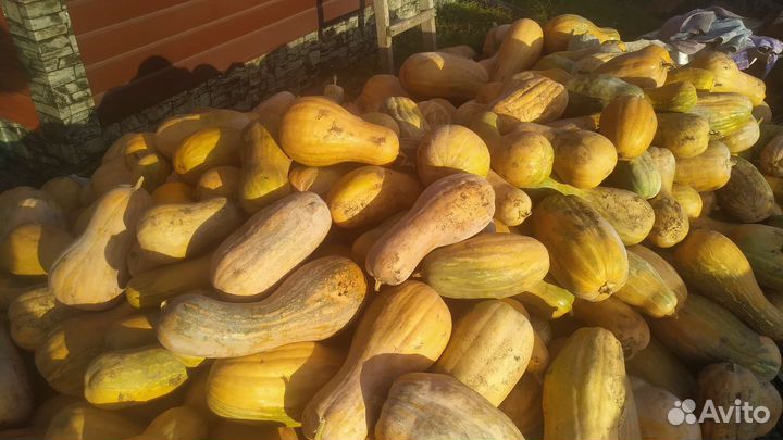 Тыква, кабак