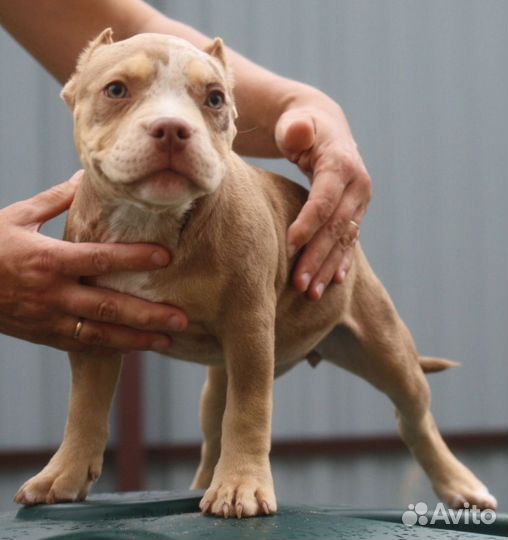 Девочка американский булли