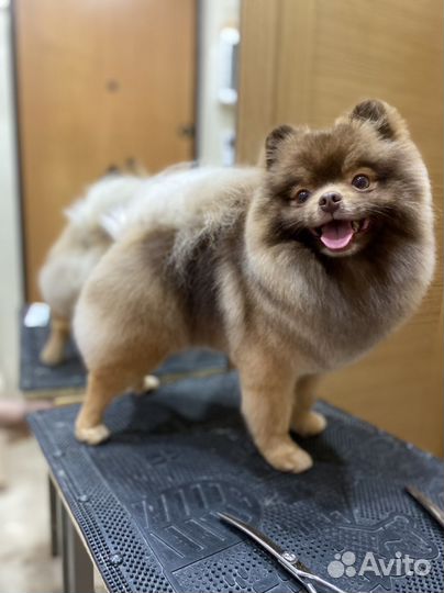 Стрижка собак и кошек / Косметика для собак