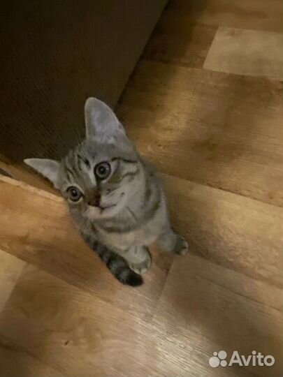 Шотладский кот