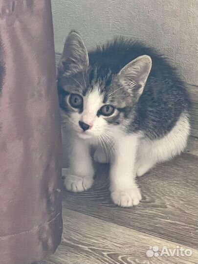 Котенок