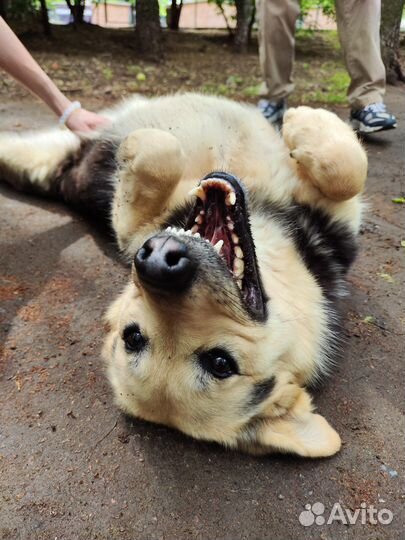 Среднеазиатская овчарка ищет дом