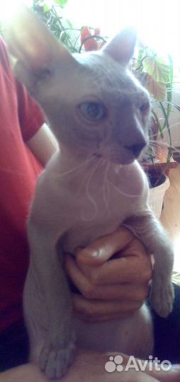 Канадский сфинкс