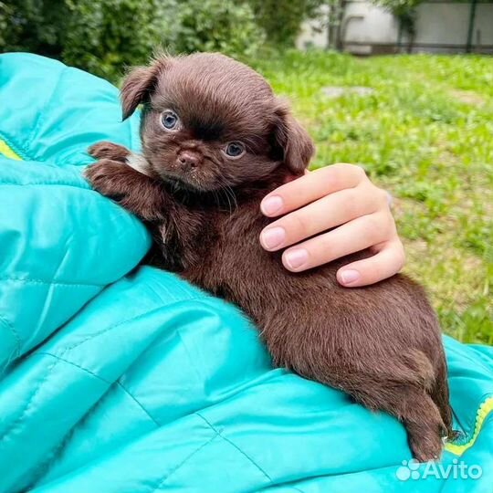 Малыши чихуахуа, три шоколадных медвежонка