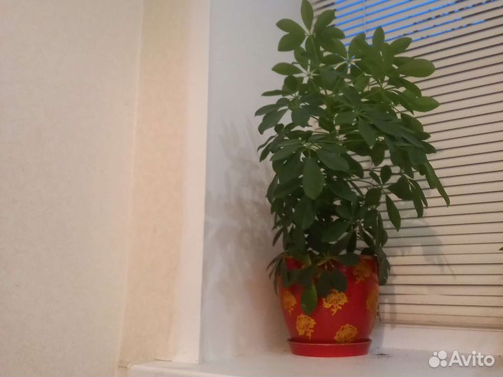 Комнатные цветы шефлера