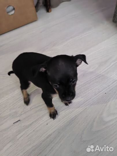 Той-терьер щенки