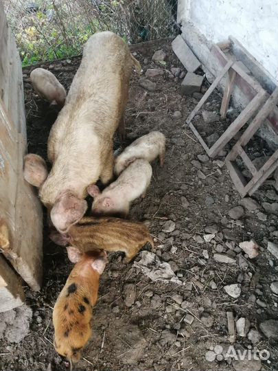 Ландрас и Дюрок
