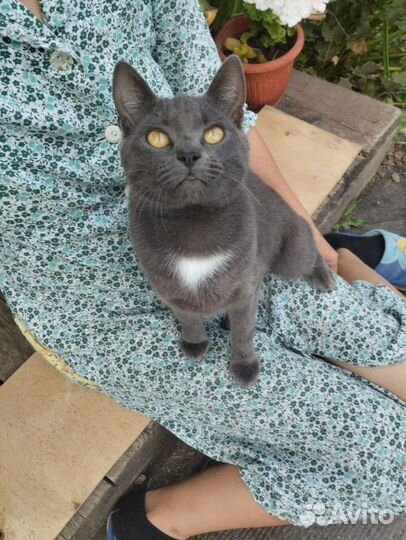 Кошечка в дар