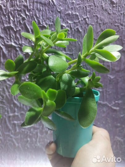 Суккуленты