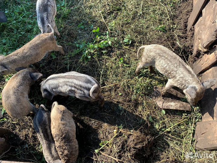 Продам поросят