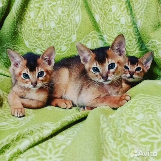 Абиссинская