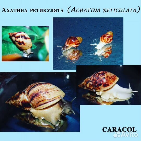 Улитки ахатины/архахатины+дом+корм