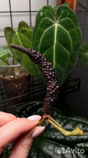 Anthurium hydrid. Cuyabeno Soul x Forgetii WS