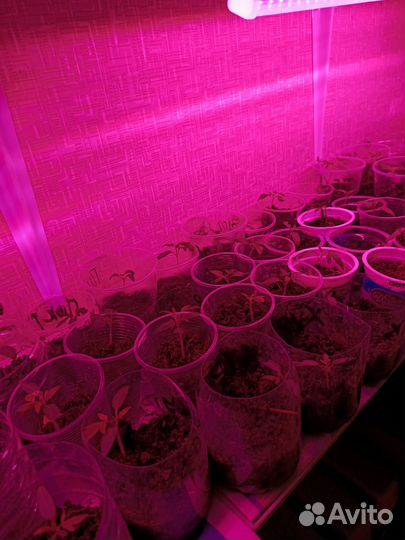 Рассада томатов и перца