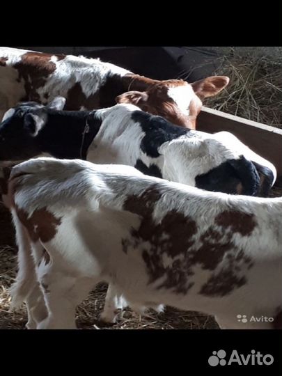 Бычки и телята