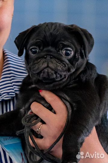 Шикарная девочка мопса