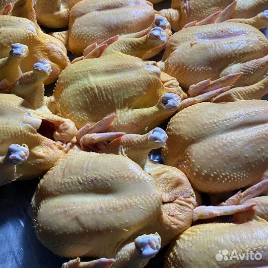 Фермерские куры / оптом / халяль