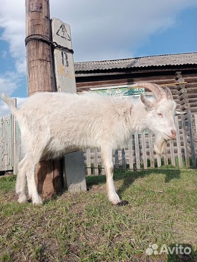 Продаю козла