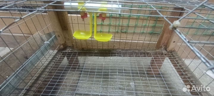 Клетки для перепелов бу