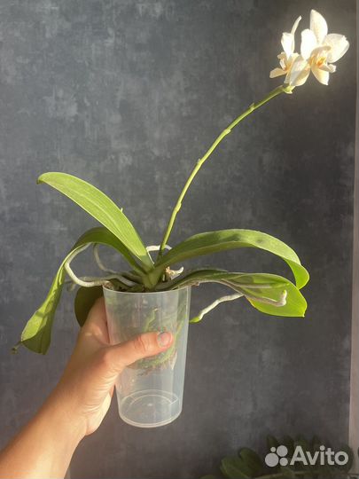 Орхидея цветет