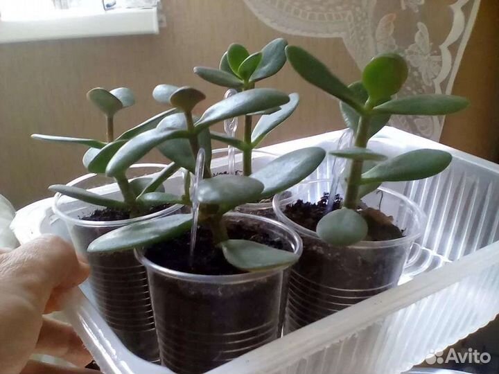 Толстянка (денежное дерево)