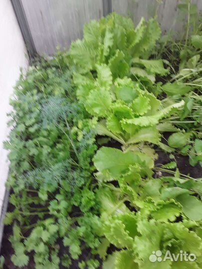 Зелень свежая с огорода