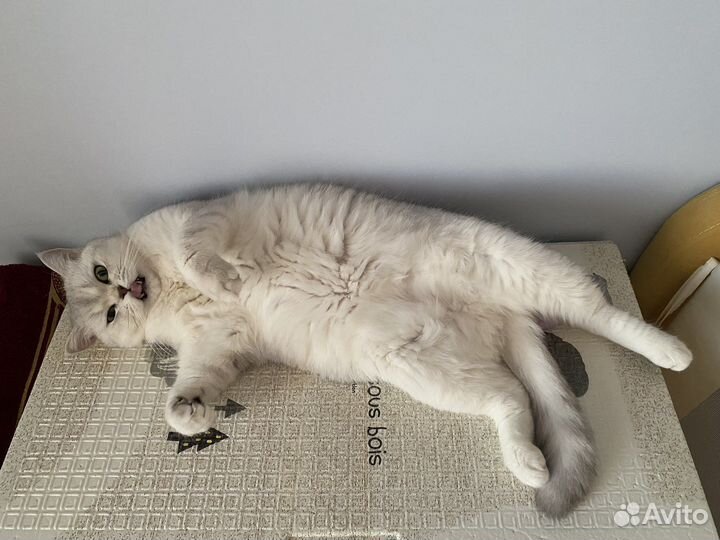 Шотландский кот