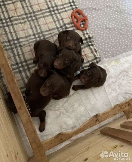 Щенки добермана