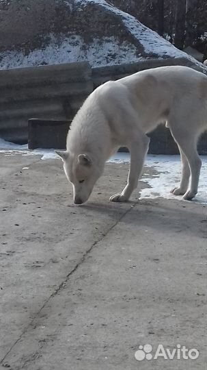 Вязка белая лайка