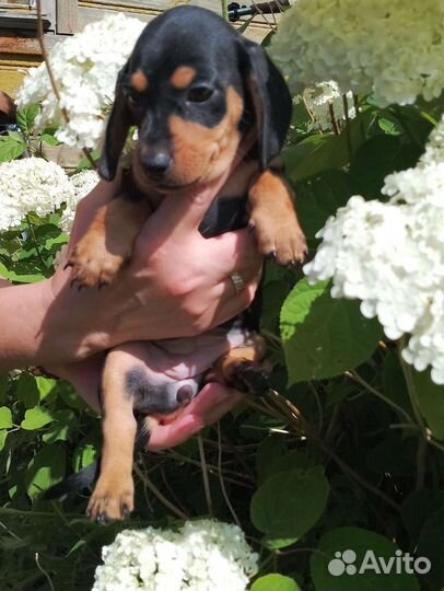 Таксята ждут любящих хозяев