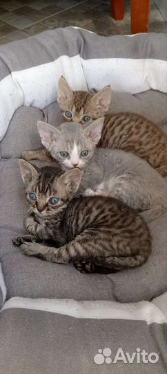 Котята девон-рекс