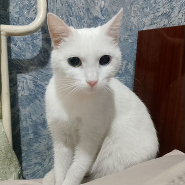 Эльф, взрослая кошка