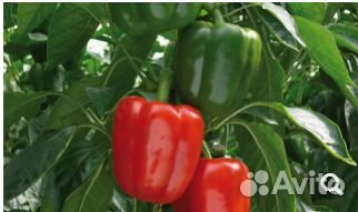 Семена Перца 