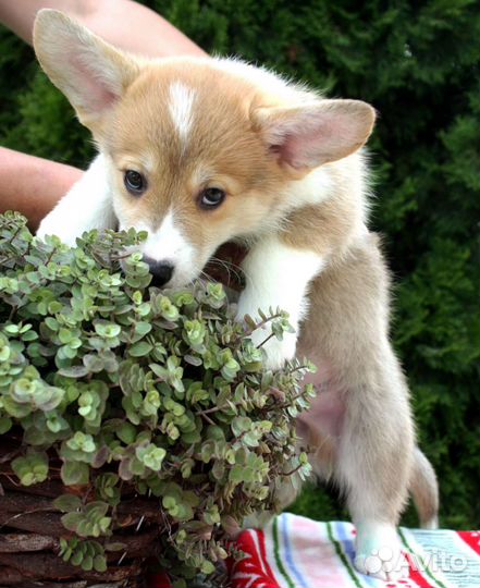 Щенки вельш корги пемброк