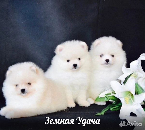 Шпиц яркие малыши