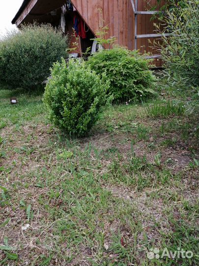 Продам декоративные растения для сада