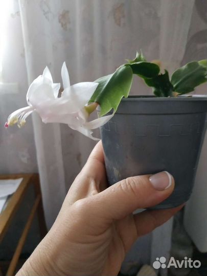 Декабрист(белый)