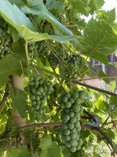 Виноград отростки