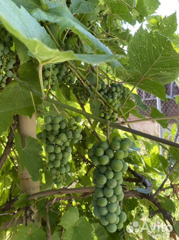 Виноград отростки