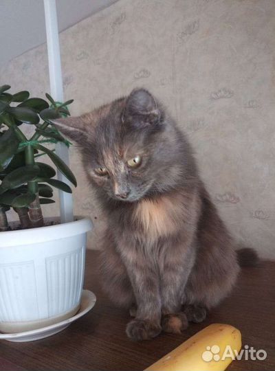 Кошечка в добрые руки